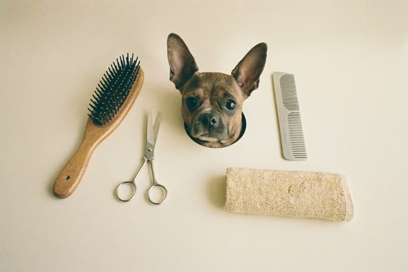 Grooming brushes, comb, scissors and a folded towel laid out