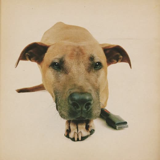 A dog's paw with neatly clipped nails
