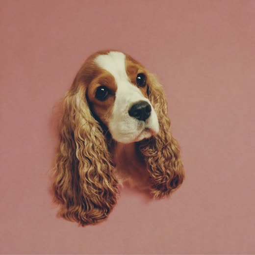 A spaniel with clean brushed ears